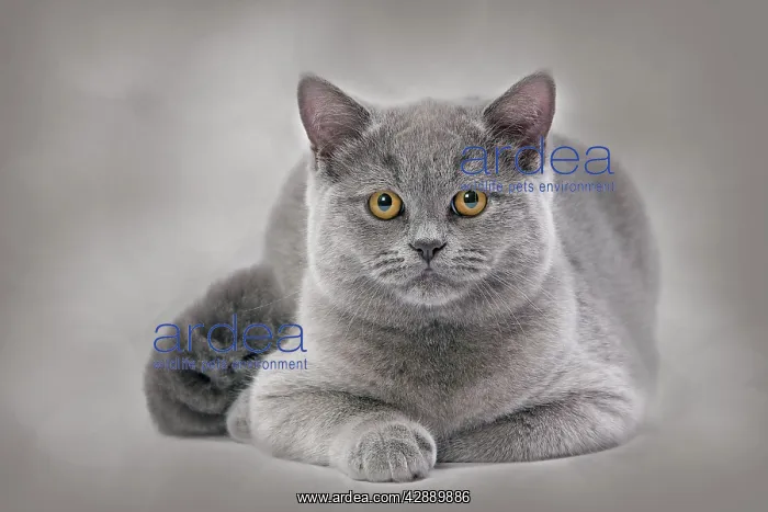  : Cat - British Blue