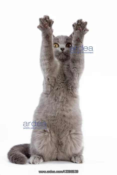 : Cat - British blue short-hair kitten on hind legs in studio : Cat - British blue short-hair kitten on hind legs in studio