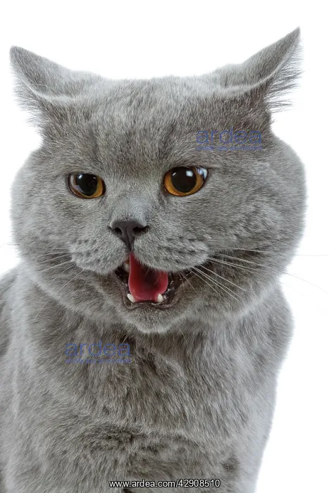  : Cat - British Blue in studio