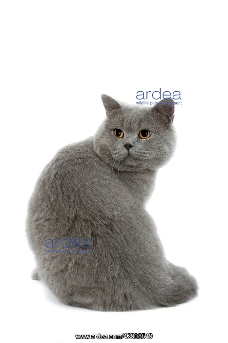  : Cat - British Blue in studio