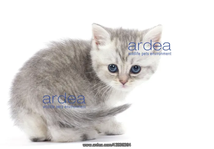  : Cat British kitten