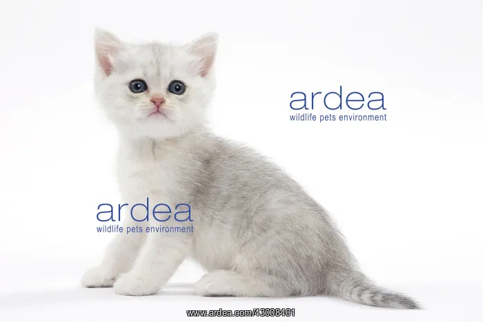  : Cat British kitten