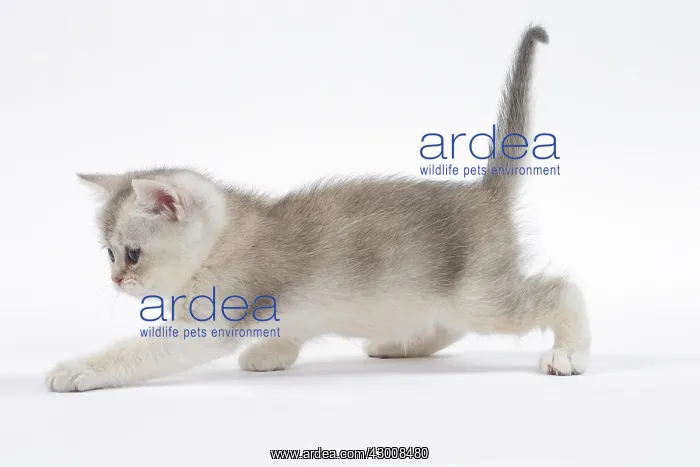  : Cat British kitten