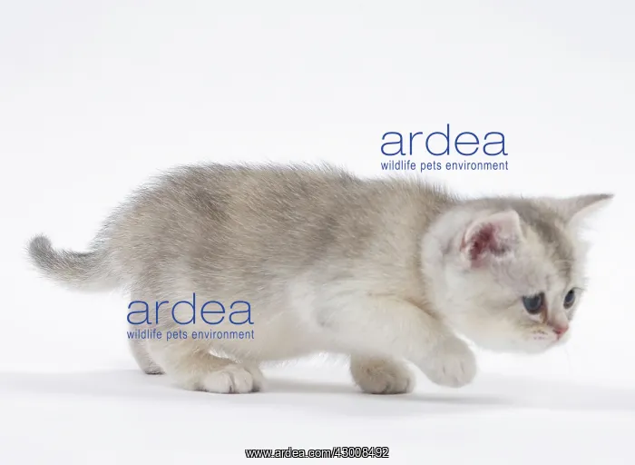 : Cat British kitten