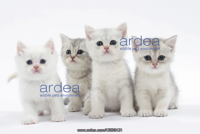  : Cat British kittens