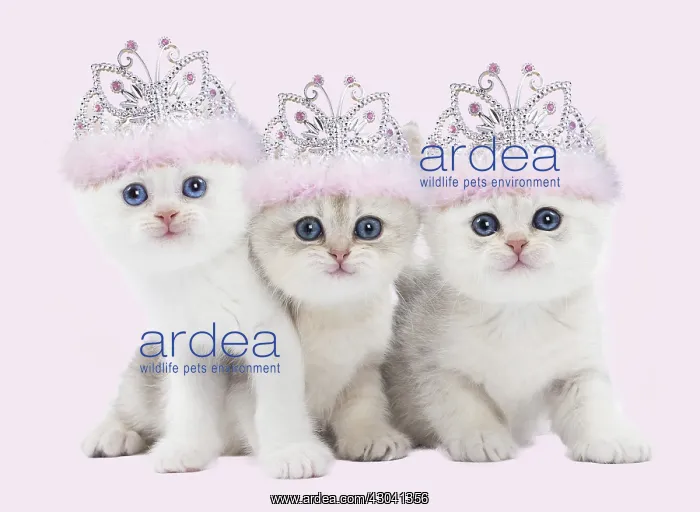  : Cat - British kittens wearing pink tiaras Digital