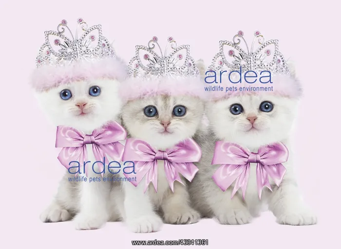 : Cat - British kittens wearing pink tiaras Digital : Cat - British kittens wearing pink tiaras Digital