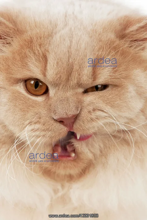 : Cat - British Long Haired : Cat - British Long Haired