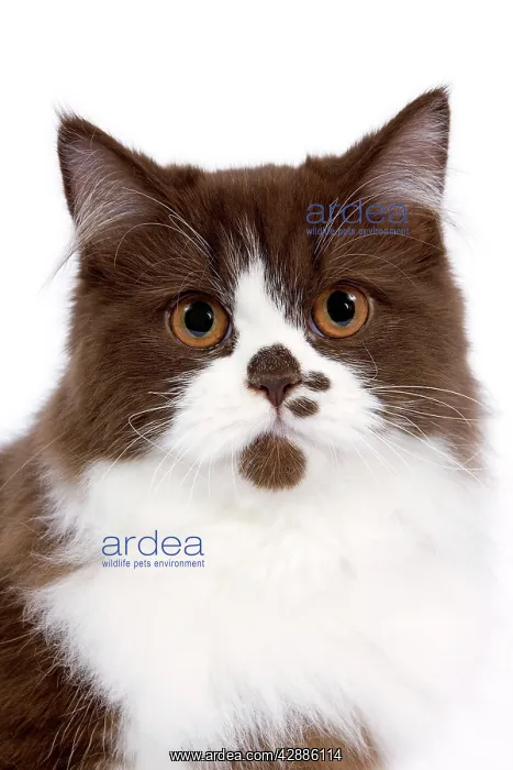  : Cat - British long-haired kitten