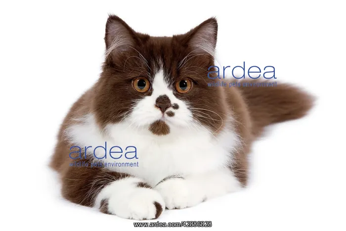  : Cat - British long-haired kitten