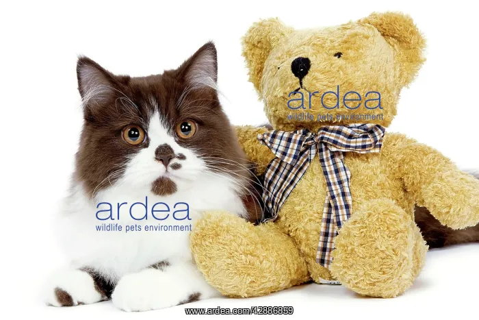 : Cat - British long-haired kitten with teddy bear : Cat - British long-haired kitten with teddy bear