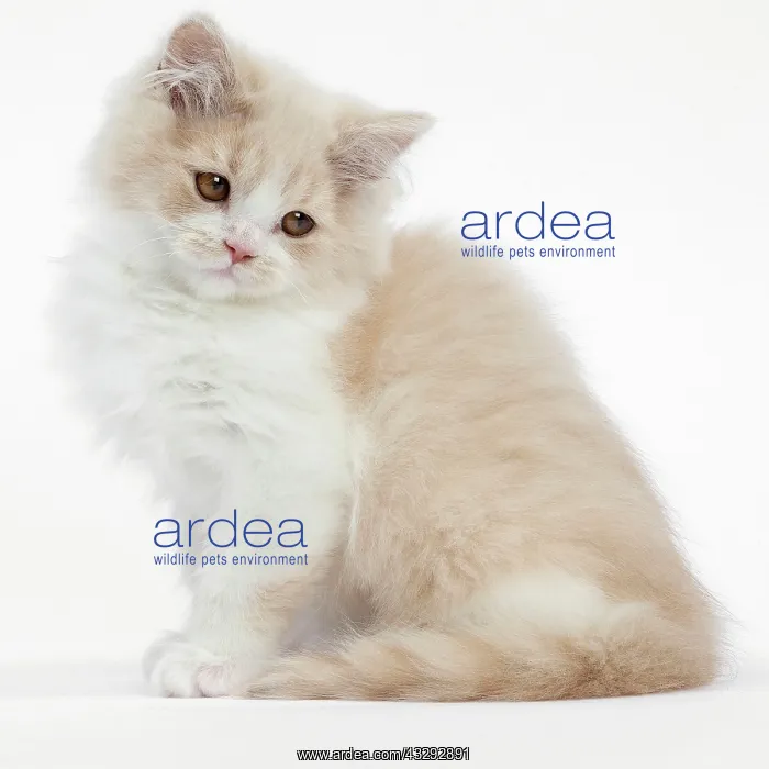  : Cat - British Longhair - 2 month old kitten