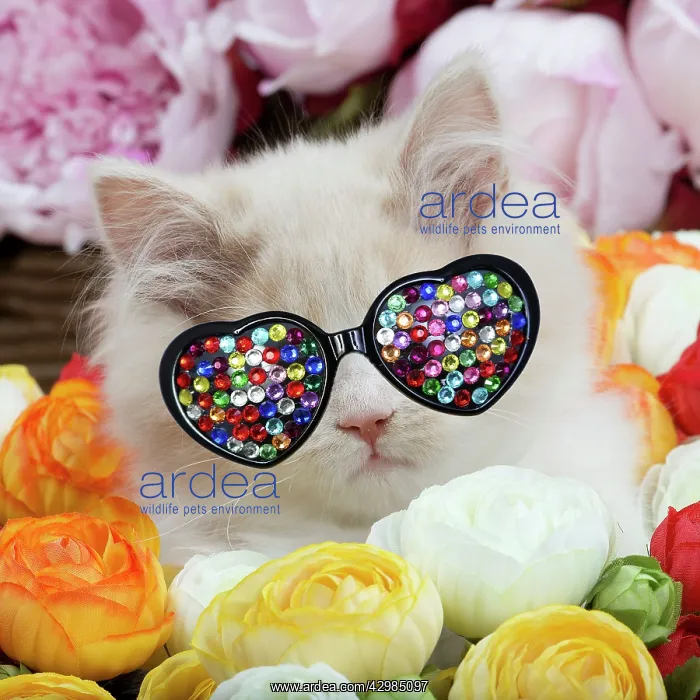 : Cat - British Longhair - 2 month old kitten amongst flowers : Cat - British Longhair - 2 month old kitten amongst flowers