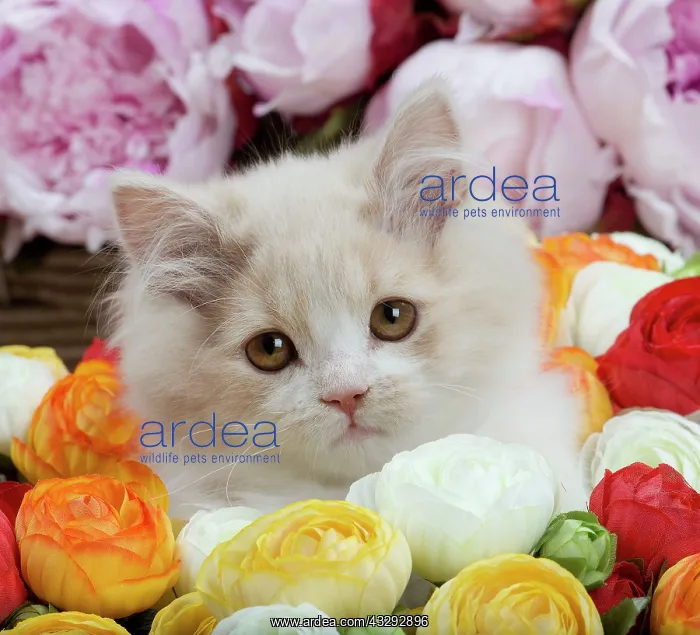 : Cat - British Longhair - 2 month old kitten amongst flowers : Cat - British Longhair - 2 month old kitten amongst flowers