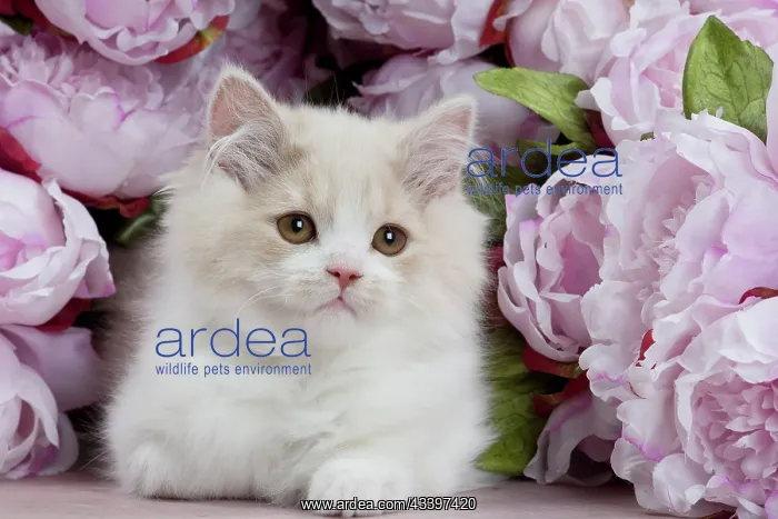  : Cat - British Longhair - 2 month old kitten amongst flowers