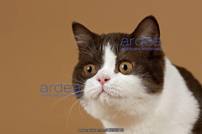 : Cat, British Longhair, 4 years, colour chocolate : Cat, British Longhair, 4 years, colour chocolate