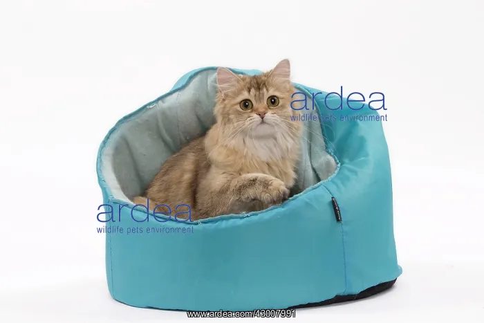  : Cat British Longhair