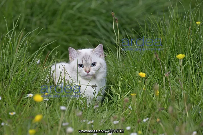  : Cat - British Longhair