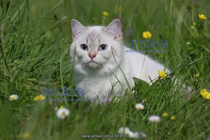  : Cat - British Longhair