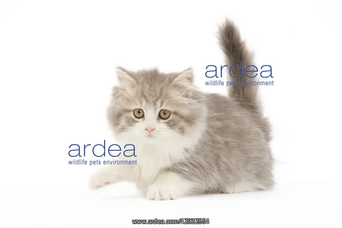  : Cat - British longhair - 8 week old kitten