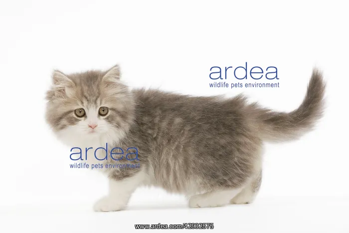  : Cat - British longhair - 8 week old kitten