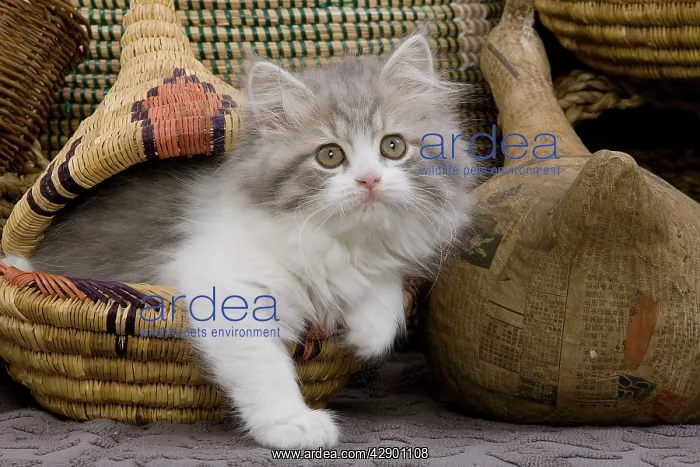 : Cat - British longhair - 8 week old kitten in basket : Cat - British longhair - 8 week old kitten in basket