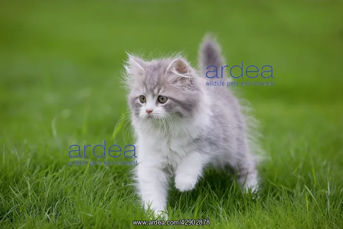 : Cat - British longhair - 8 week old kitten outside : Cat - British longhair - 8 week old kitten outside