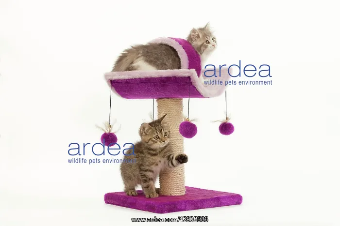 : Cat - British longhair - 8 week old kitten playing : Cat - British longhair - 8 week old kitten playing