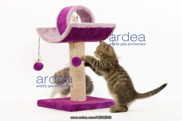 : Cat - British longhair - 8 week old kitten playing : Cat - British longhair - 8 week old kitten playing