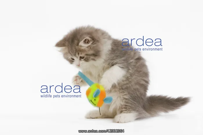 : Cat - British longhair - 8 week old kitten playing : Cat - British longhair - 8 week old kitten playing