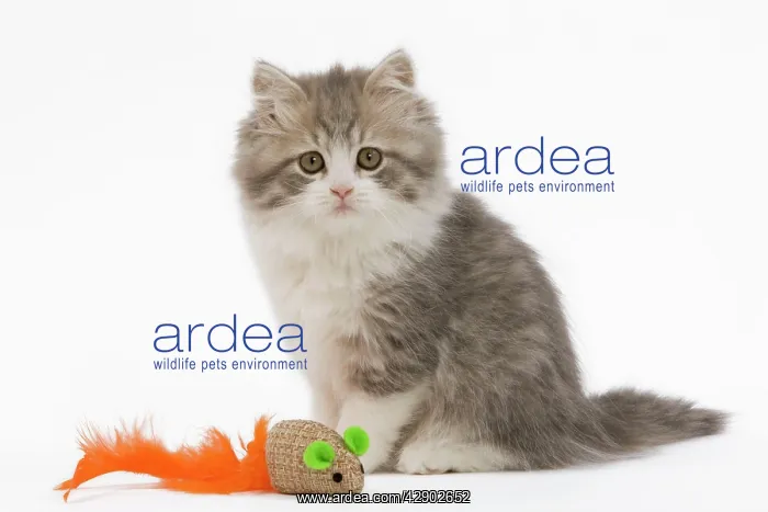 : Cat - British longhair - 8 week old kitten with toy mouse : Cat - British longhair - 8 week old kitten with toy mouse