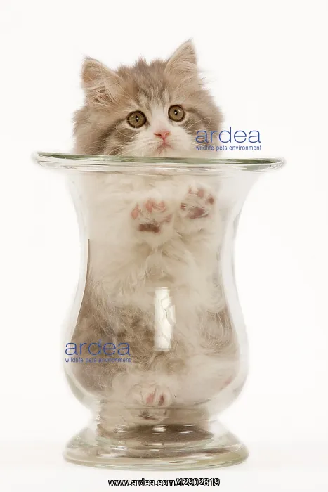 : Cat - British longhair - 8 week old kitten in vase : Cat - British longhair - 8 week old kitten in vase