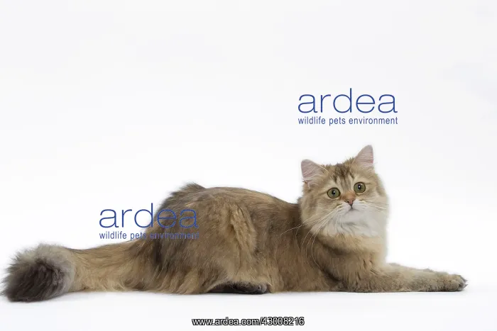  : Cat British Longhair Black Golden Shaded
