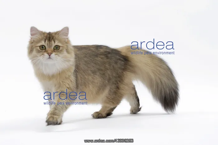  : Cat British Longhair Black Golden Shaded