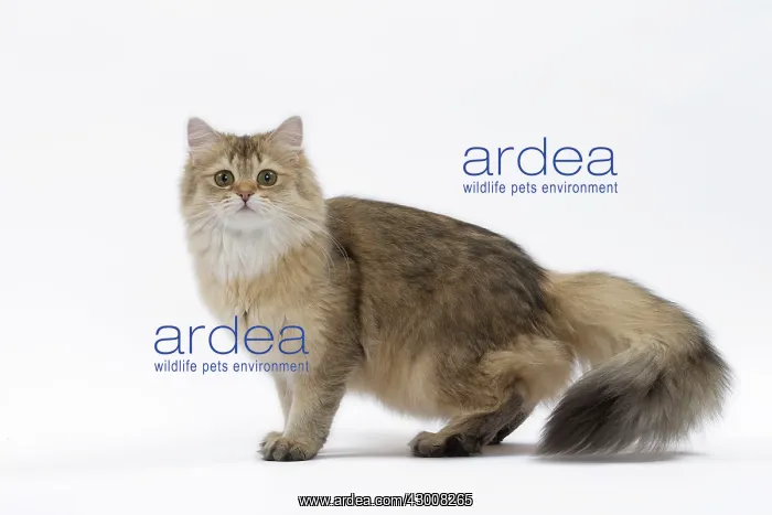  : Cat British Longhair Black Golden Shaded