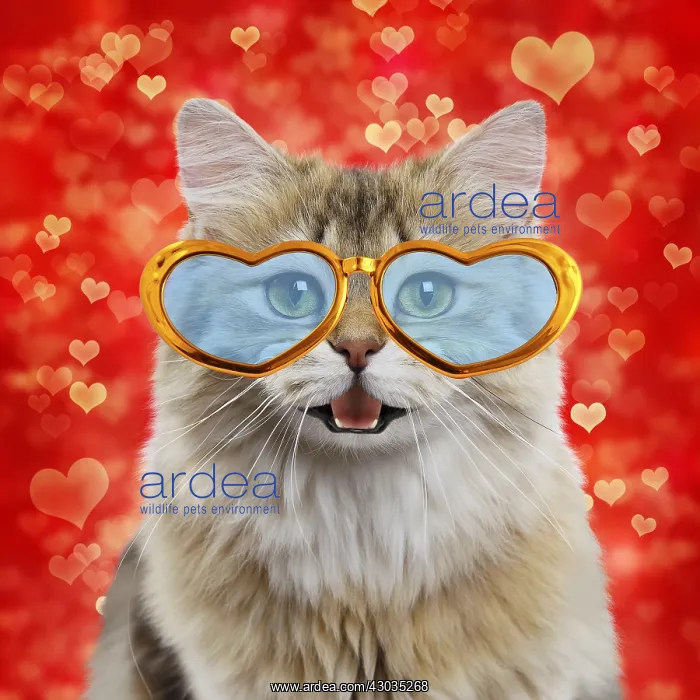 : Cat - British longhair black golden shaded - : Cat - British longhair black golden shaded -