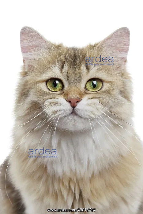 : Cat British Longhair Black Golden Shaded. Digital : Cat British Longhair Black Golden Shaded. Digital