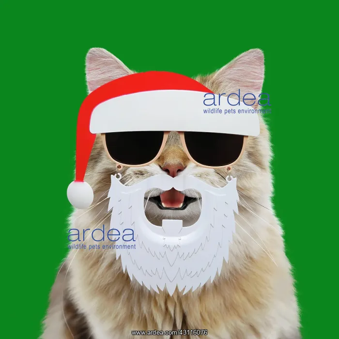 : Cat - British longhair black golden shaded - smiling : Cat - British longhair black golden shaded - smiling