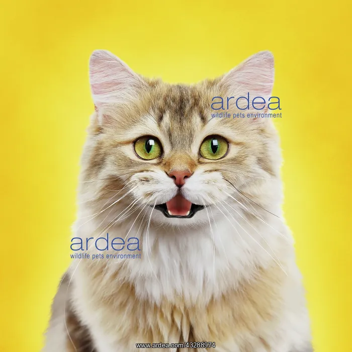 : Cat - British longhair black golden shaded - smiling against : Cat - British longhair black golden shaded - smiling against