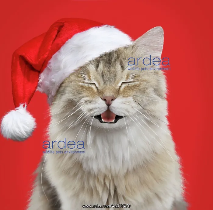 : Cat British longhair black golden shaded smiling : Cat British longhair black golden shaded smiling