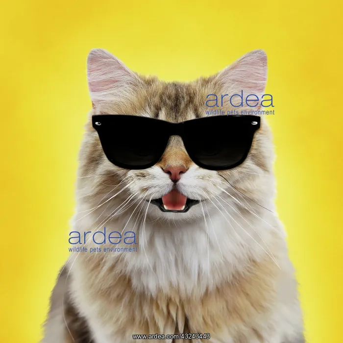 : Cat British longhair black golden shaded smiling : Cat British longhair black golden shaded smiling