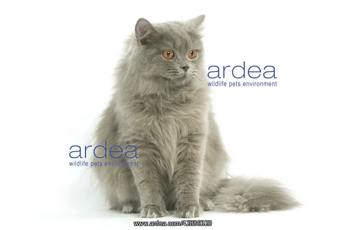  : Cat - British longhair blue in studio