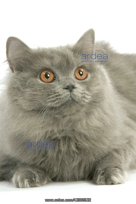  : Cat - British longhair blue in studio