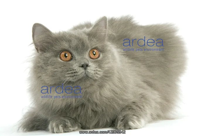  : Cat - British longhair blue in studio