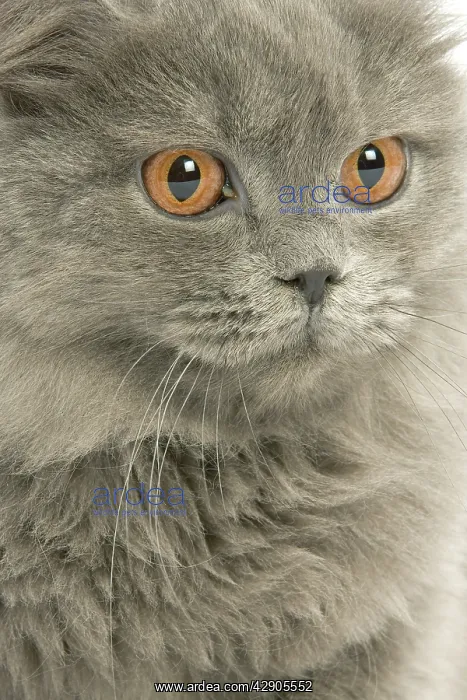  : Cat - British longhair blue in studio