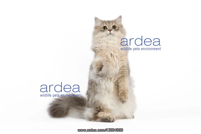 : Cat - British Longhair (Highland Straight) Golden Shaded : Cat - British Longhair (Highland Straight) Golden Shaded