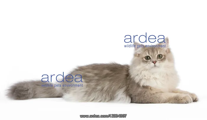: Cat - British Longhair (Highland Straight) Golden Shaded : Cat - British Longhair (Highland Straight) Golden Shaded
