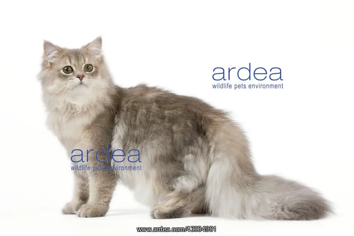 : Cat - British Longhair (Highland Straight) Golden Shaded : Cat - British Longhair (Highland Straight) Golden Shaded