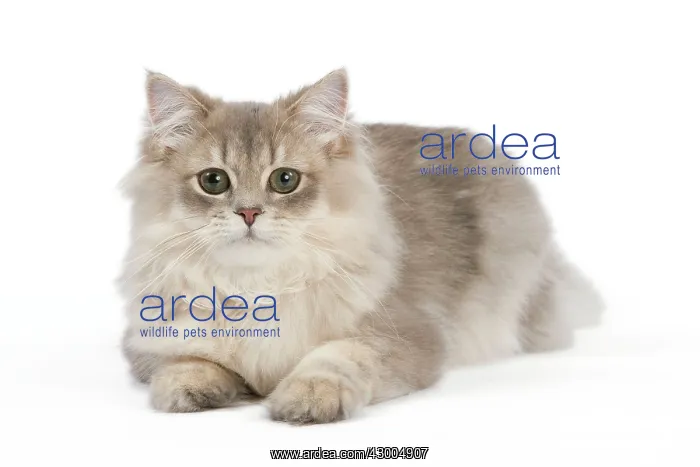 : Cat - British Longhair (Highland Straight) Golden Shaded : Cat - British Longhair (Highland Straight) Golden Shaded