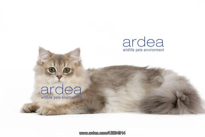 : Cat - British Longhair (Highland Straight) Golden Shaded : Cat - British Longhair (Highland Straight) Golden Shaded
